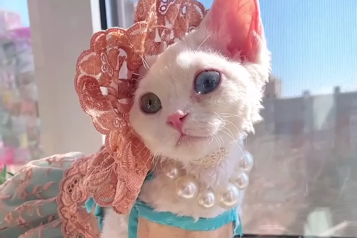 Bà Nội May Váy Cho Mèo Con